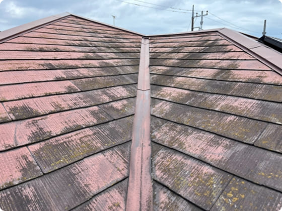 コケ・カビの発生